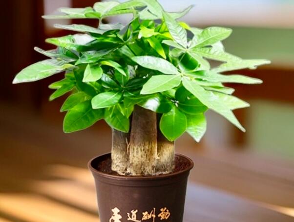 家居綠植風水打造旺財納福的室內花園